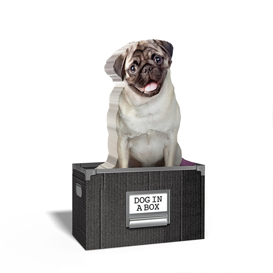 Блок для записей 'Dog in a box'