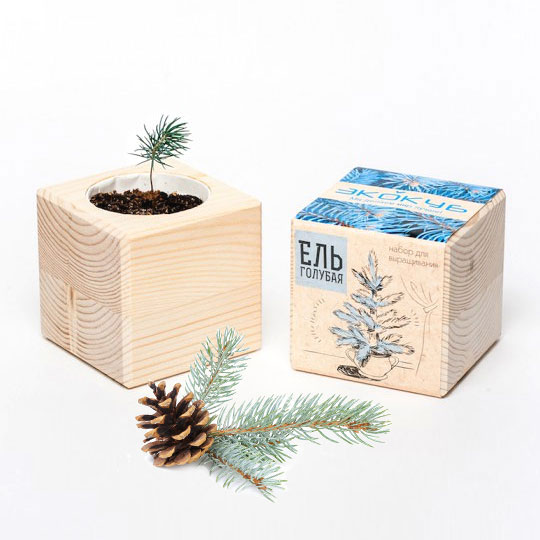 Купить Набор для выращивания 'Wood Pine' (разные растения) / Ель Голубая, Ecocube