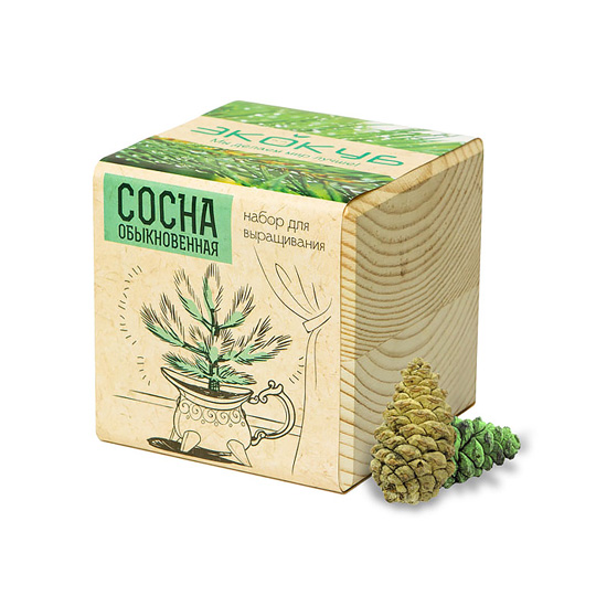 Набор для выращивания 'Wood Pine'