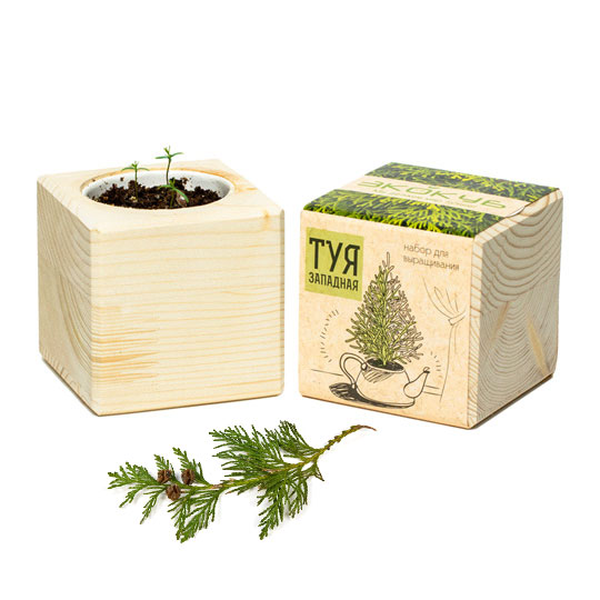 Набор для выращивания 'Wood Pine' / Туя - фото 1