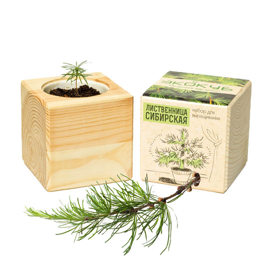 Набор для выращивания 'Wood Pine' / Лиственница