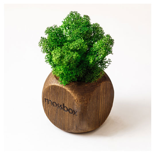 Набор с живым мхом 'MossBox'