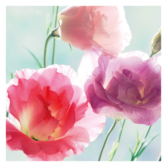 Салфетки бумажные 'Pretty Lisianthus' 20 шт