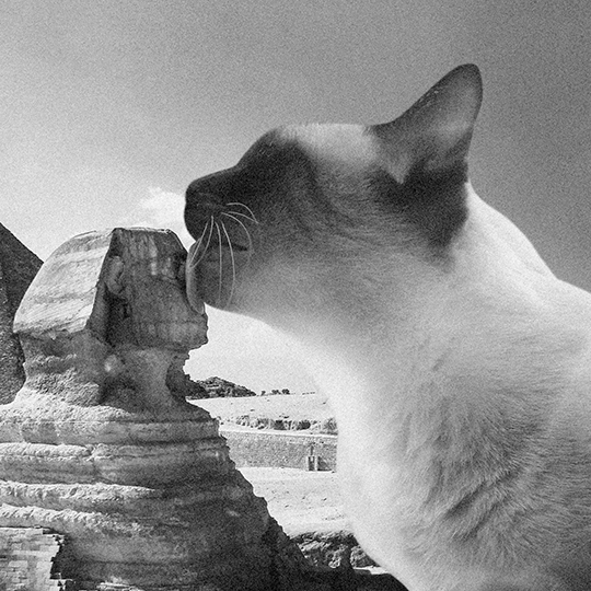 Футболка унисекс 'Cat in Egypt' 