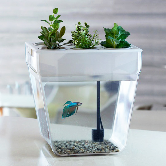 Акваферма для рыбки 'Home, Fish Home Premium'