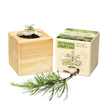 Набор для выращивания 'Wood Pine'