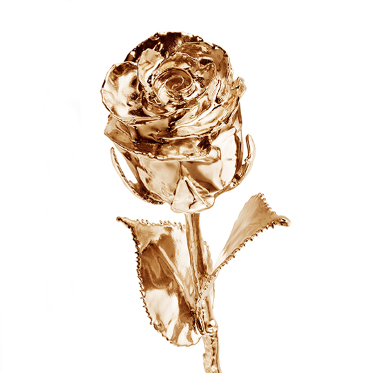 Роза стабилизированная 'Luxury'