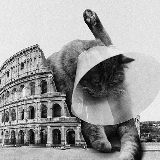 Футболка унисекс 'Cat in Rome' 
